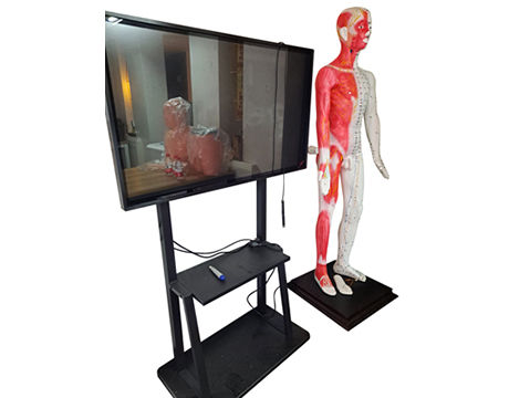 多媒体光电感应人体针灸穴位发光模型